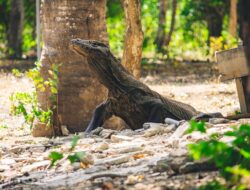 Pemerintah Batalkan Kenaikan Harga Tiket Masuk Pulau Komodo Dan Padar